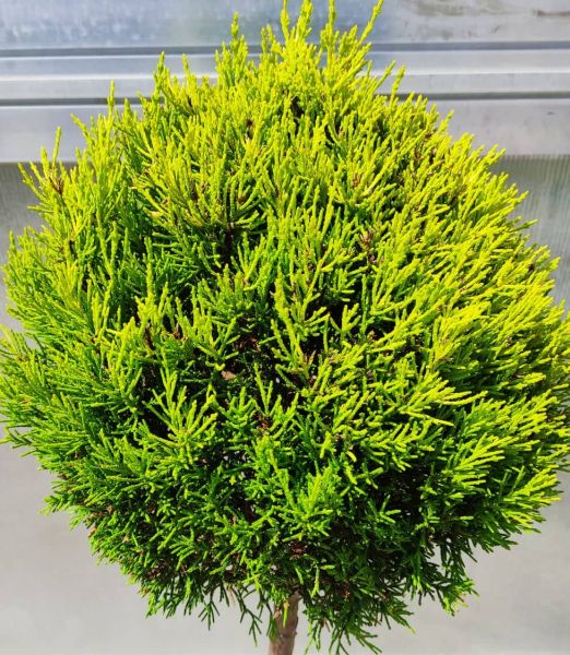Cupressus goldcrest ball na 80cm kmienku